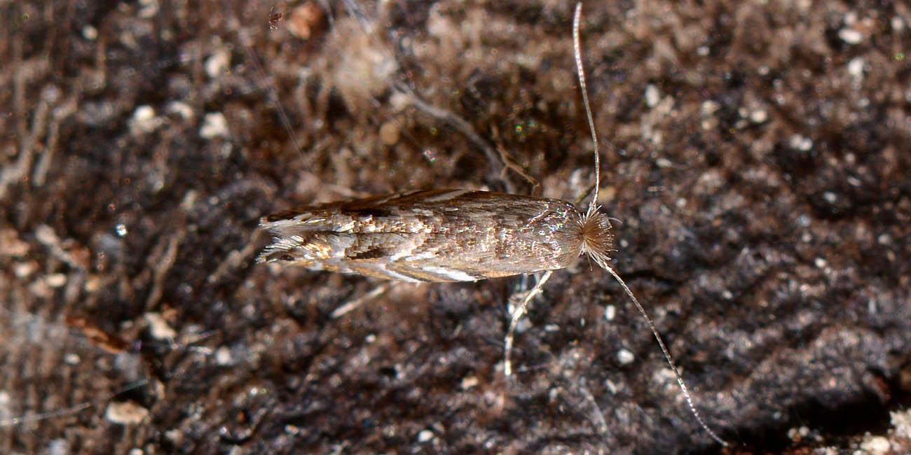 Gracillariidae? Si,  Phyllonorycter robiniella